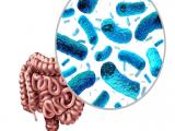 Estabilidad del microbioma se asocia a mayor rendimiento en atletas